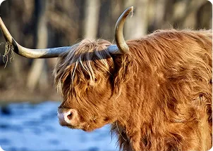 Large highland cow