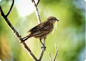 Small bird perched on a branch